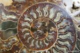 Massive Inch Wide Ammonite With Stands #2831-6